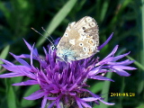 Neisser_LArchitekt_Dorf_Schmetterling