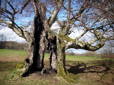 Neisser_LArchitekt_Entwicklung-Baum