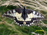 Neisser_LArchitekt_UVS_Schmetterling