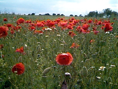 LArchitekt_Neisser_Blumen